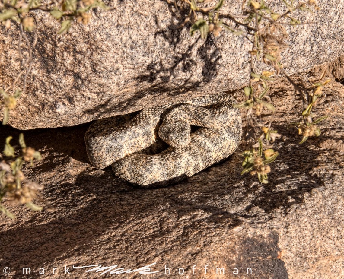 Snake on Granite