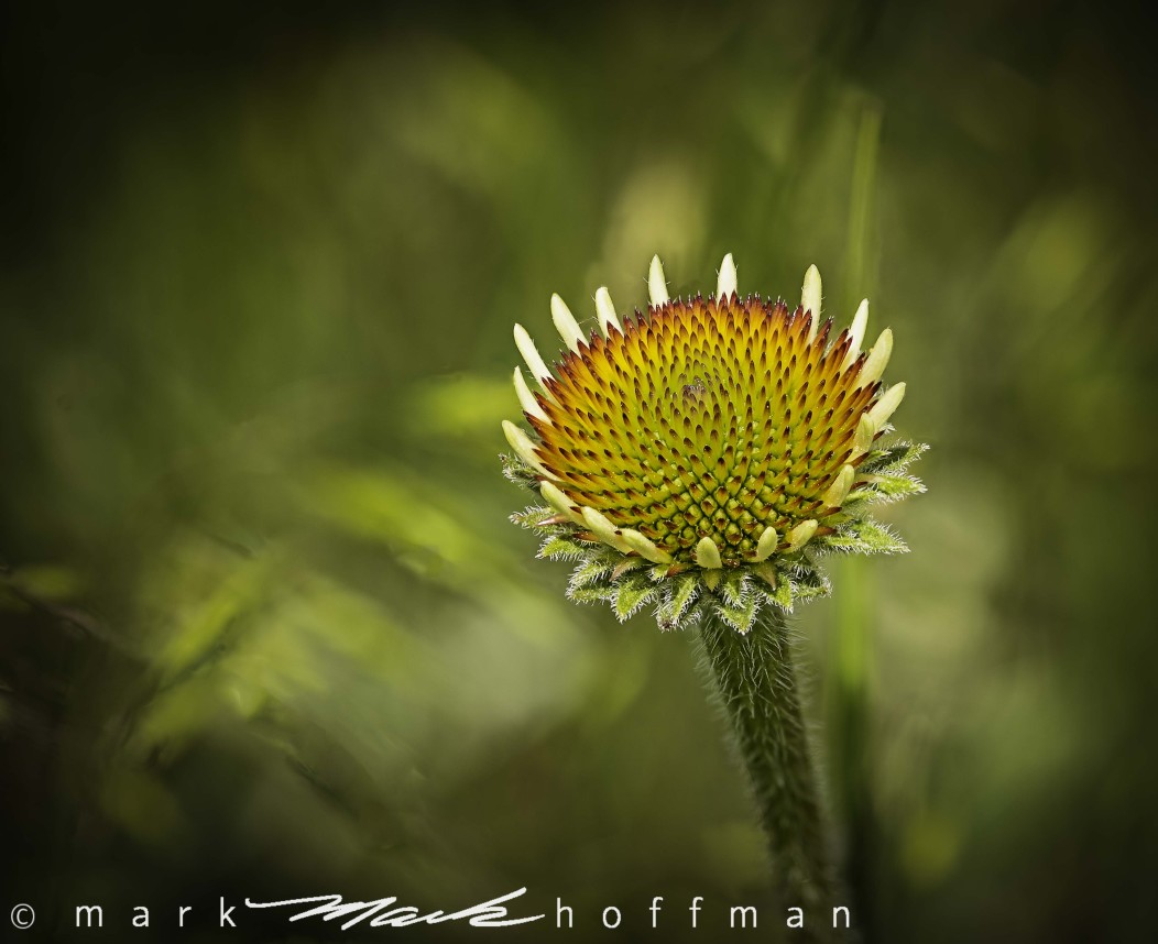 Prairie Cone Flower